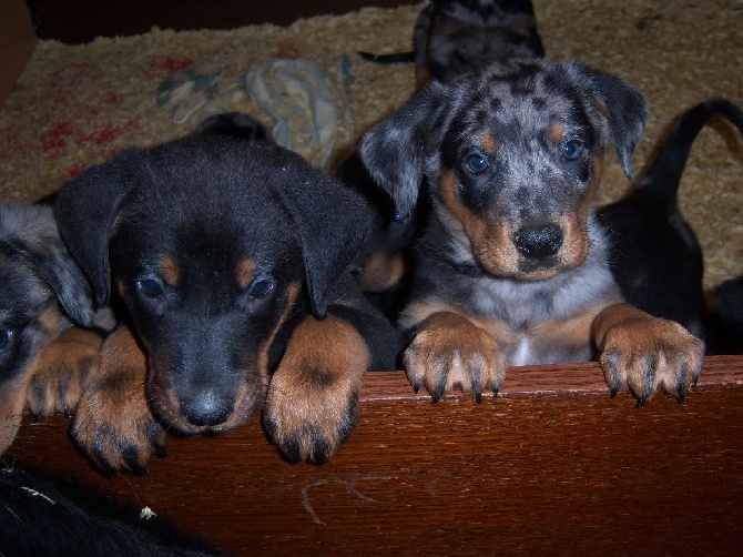 du bois du coin perdu - chiot disponible
